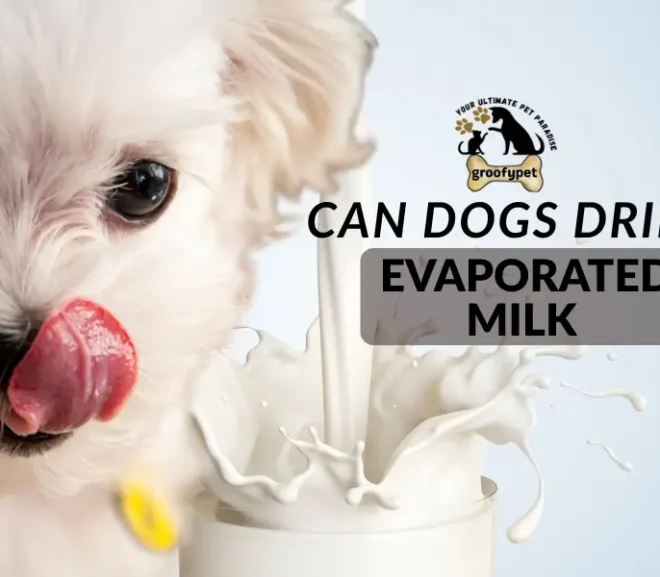 Can Dogs Drink Evaporated Milk?Risks Benefits and Safe Alternatives!