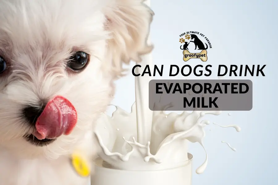 Can dogs drink evaporated milk