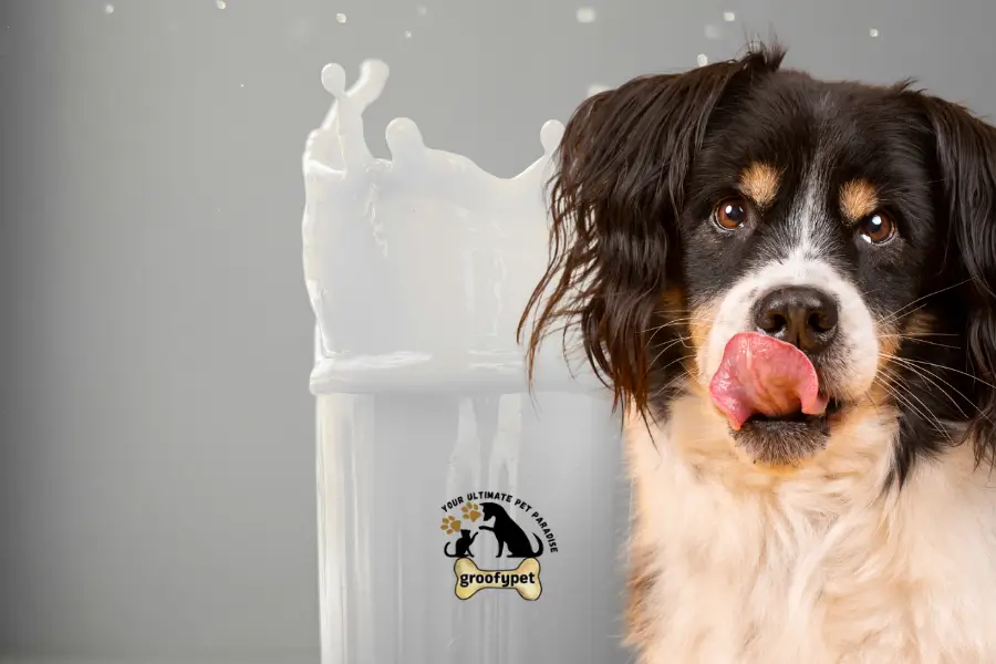 Can dogs drink evaporated milk