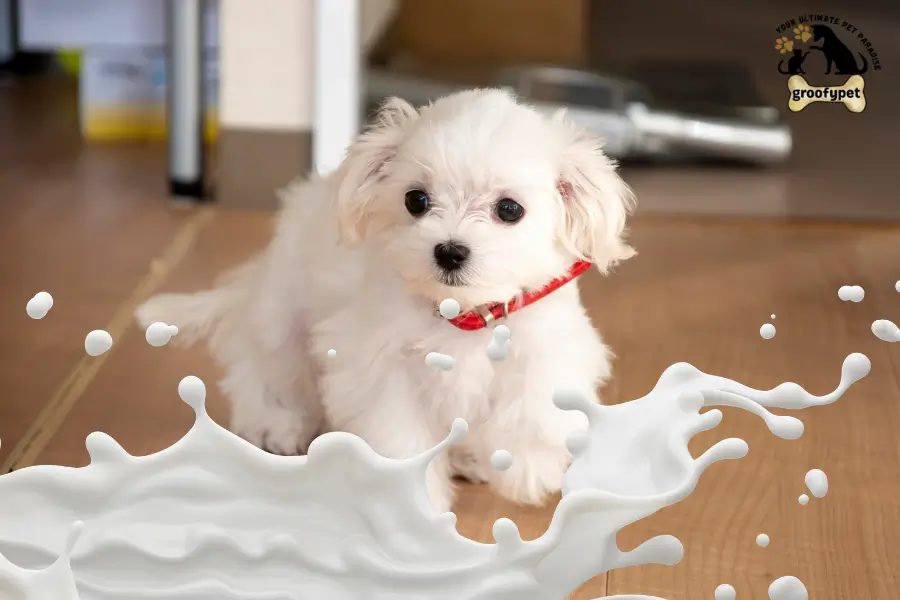Can dogs drink evaporated milk
