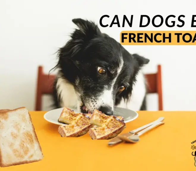 Can Dogs Eat French Toast?Benefits,Risks and Safe Alternatives!