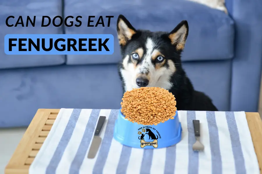 can dogs eat fenugreek
