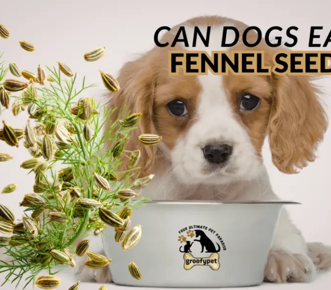 Can Dogs Eat Fennel Seeds?Benefits Risks and Safe Alternatives!