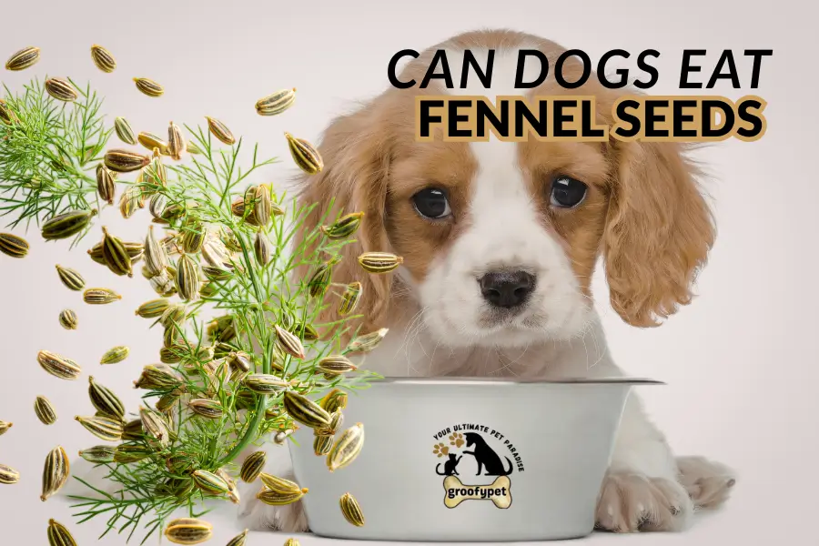can dogs eat fennel seeds
