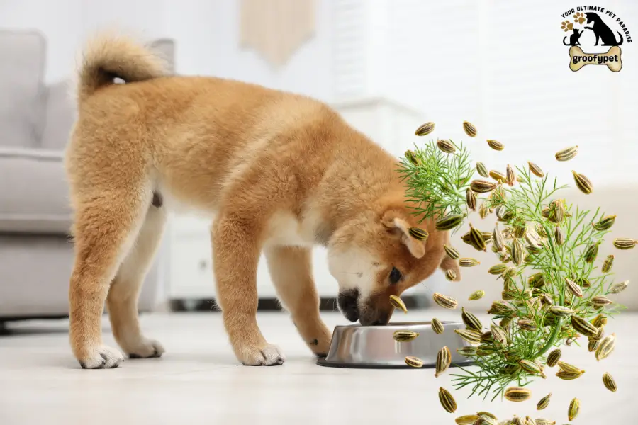 can dogs eat fennel seeds
