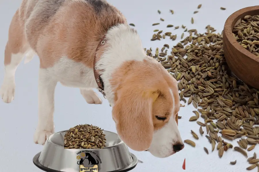 can dogs eat fennel seeds