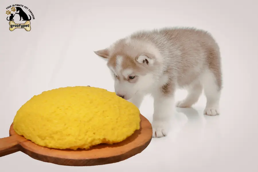 can dogs eat polenta