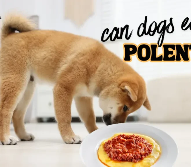 Can Dogs Eat Polenta? Risks,Benefits and Safe Alternatives!