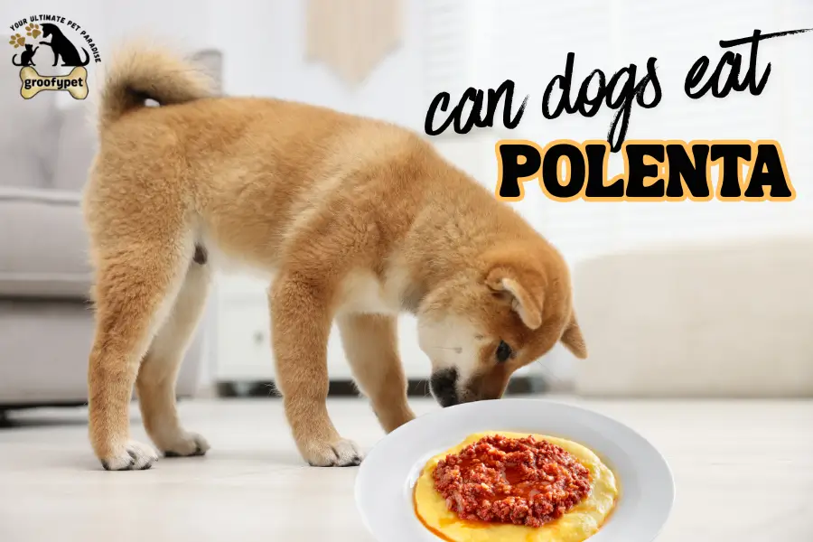 can dogs eat polenta