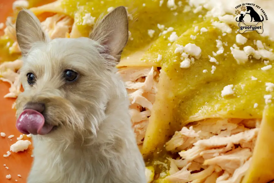 can dogs eat enchiladas