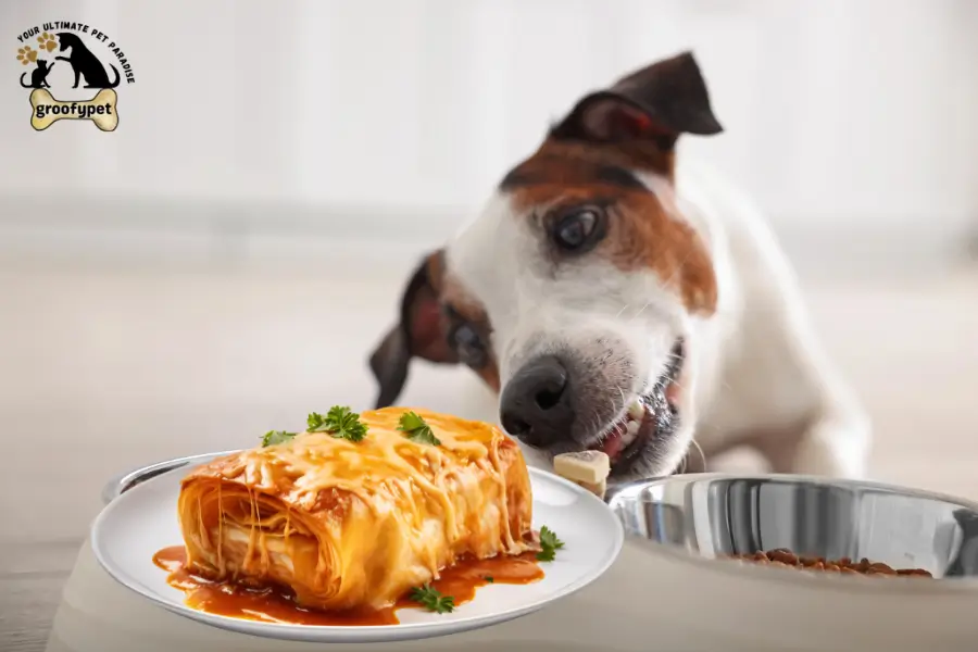 can dogs eat enchiladas