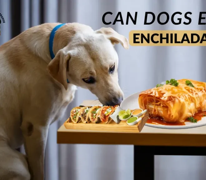 Can Dogs Eat Enchiladas?Risks,Benefits and Safe Alternatives!