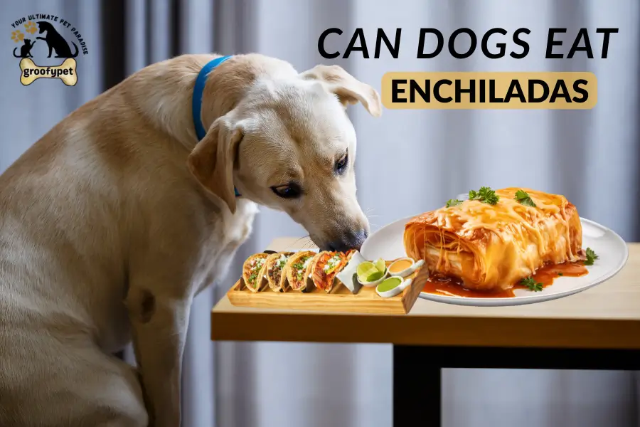 can dogs eat enchiladas