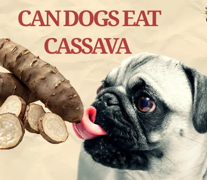 Can Dogs Eat Cassava? Hidden Risks and Surprising Benefits Revealed!