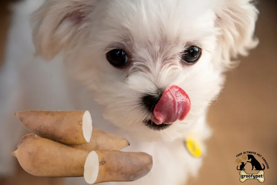 can dogs eat cassava