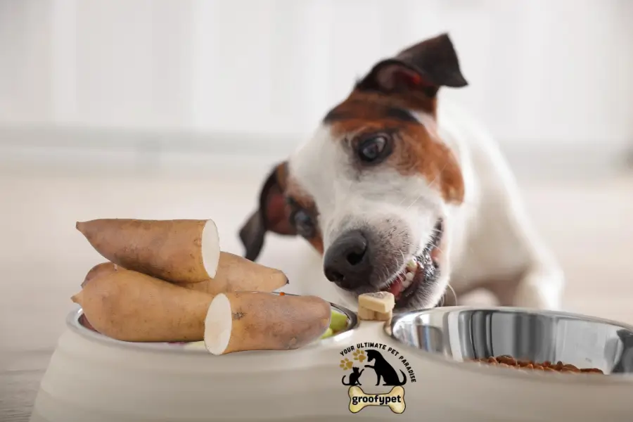 can dogs eat cassava