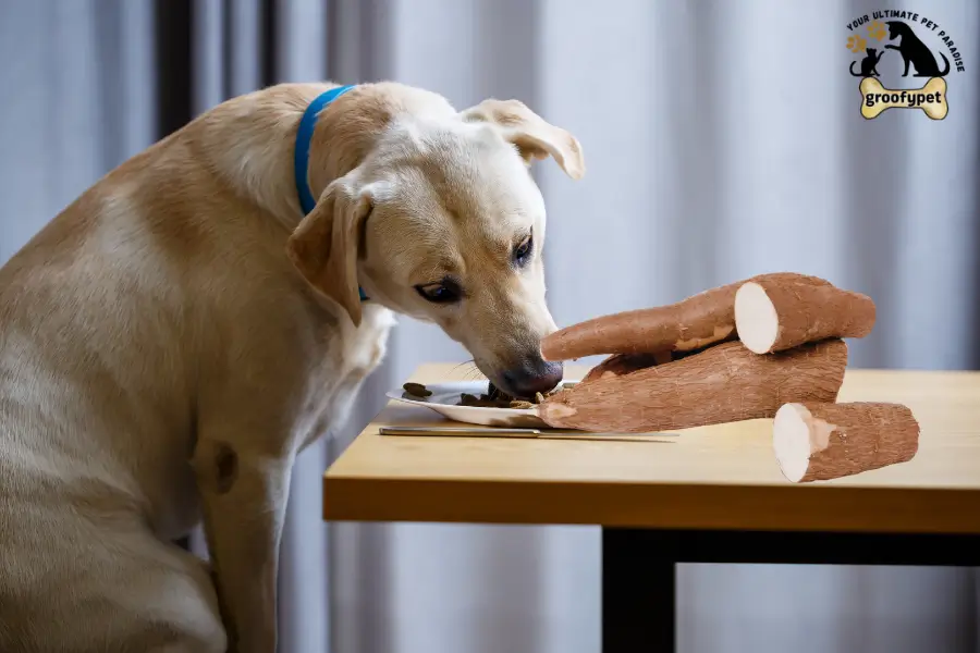 can dogs eat cassava