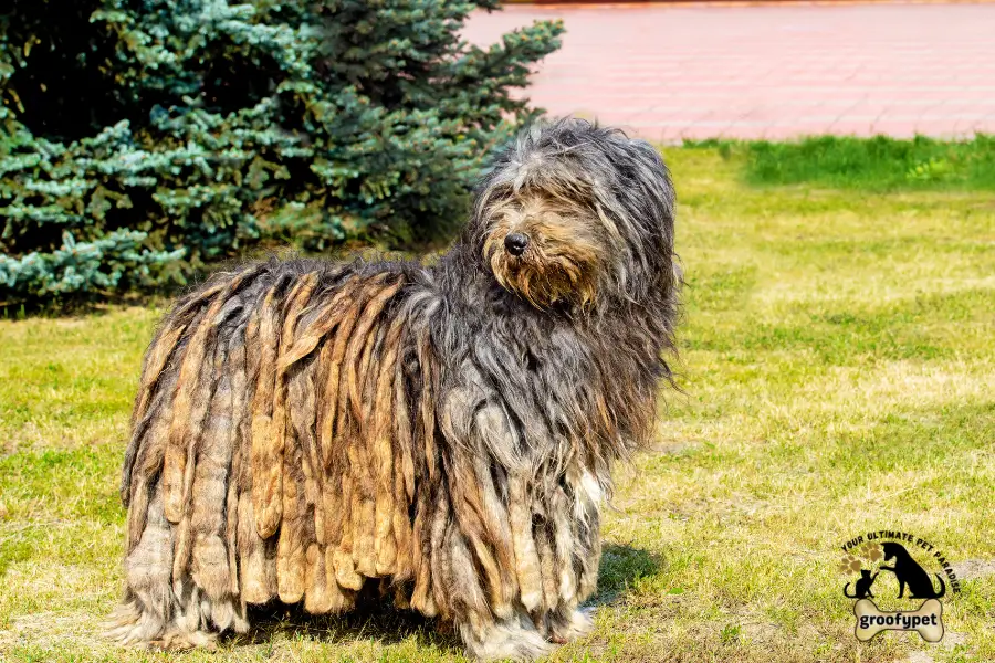 dog that looks like a rug