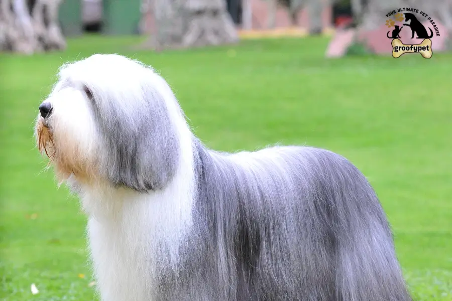 dog that looks like a rug