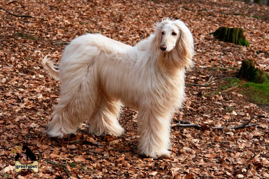 dog that looks like a rug