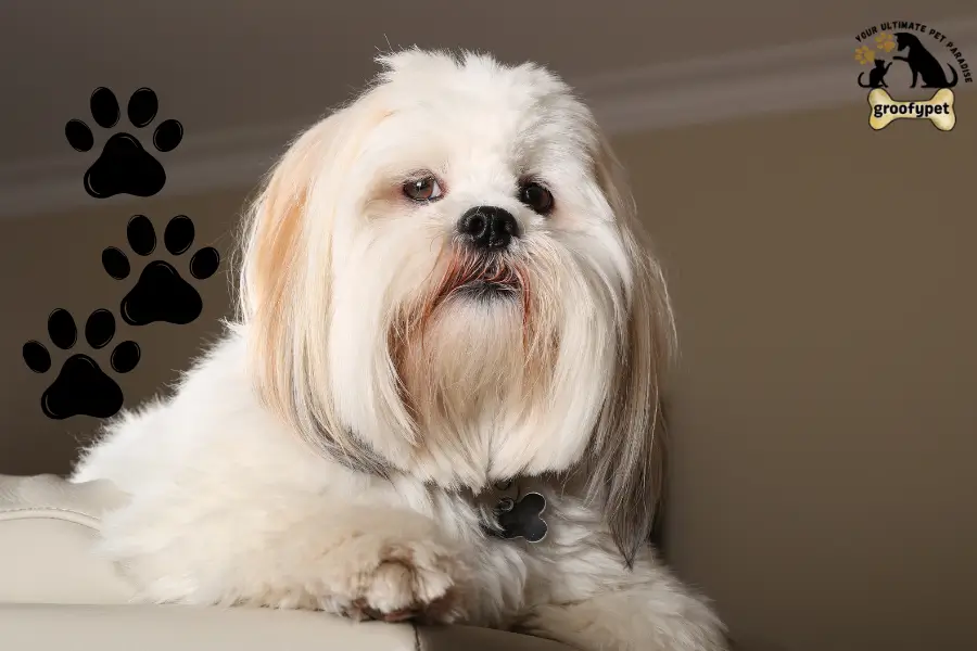 dog that looks like a rug