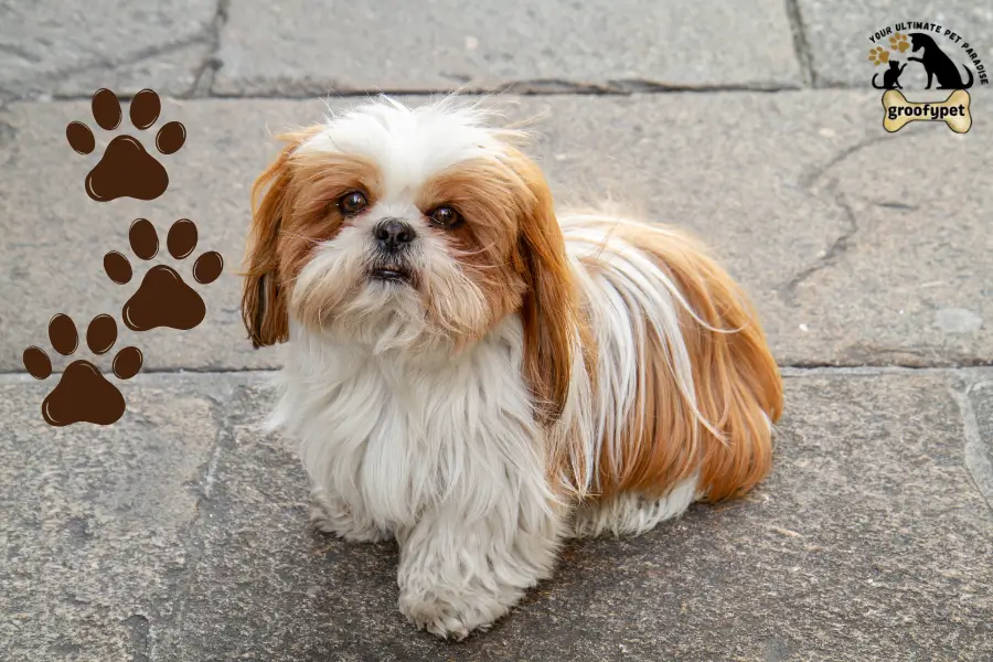 dog that looks like a rug