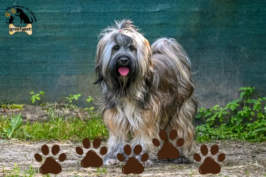 dog that looks like a rug