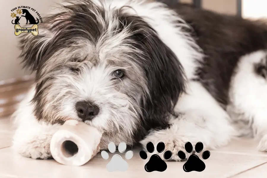 dog that looks like a rug