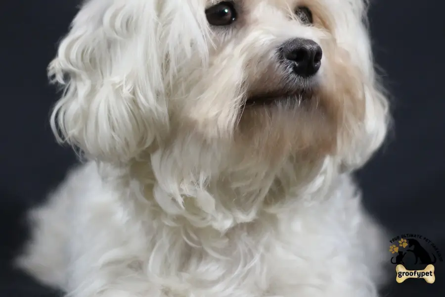 dog that looks like a rug