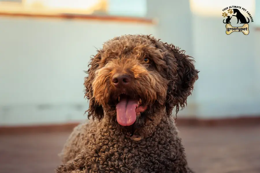 dog that looks like a rug