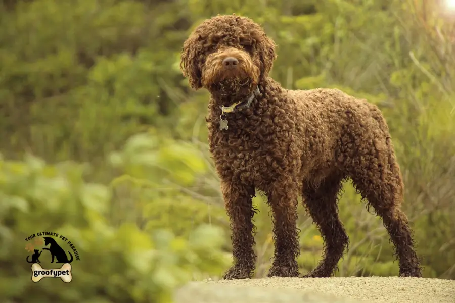 dog that looks like a rug