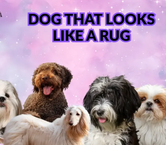 The Dog That Looks Like a Rug – 15 Curly and Cozy Dog Breeds!