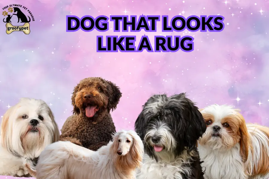 dog that looks like a rug