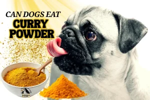 can dogs eat curry powder