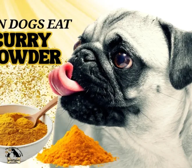 Can Dogs Eat Curry Powder Health Benefits Real Risks and Safe Food Alternatives