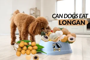 can dogs eat longan
