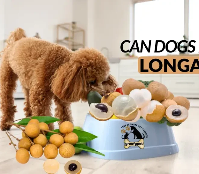 Can Dogs Eat Longan? The Ultimate Guide to Safe Fruit Treats!