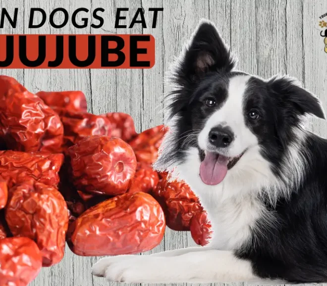 Can Dogs Eat Jujube A Powerful Guide to Safe and Smart Treat Choices!