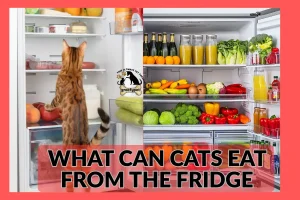 what can cats eat from the fridge