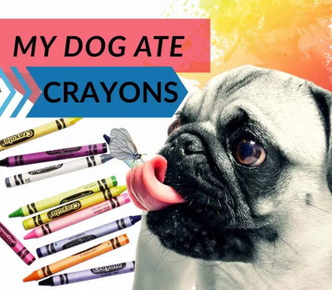 My Dog Ate Crayons – Should You Panic or Is Your Dog Actually Safe?