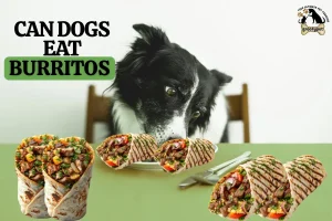 can dogs eat burritos