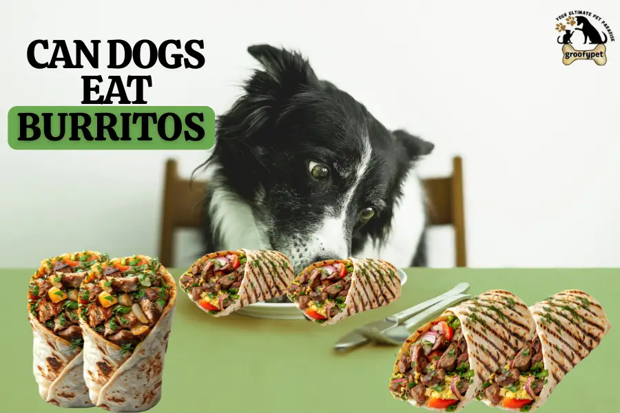 can dogs eat burritos