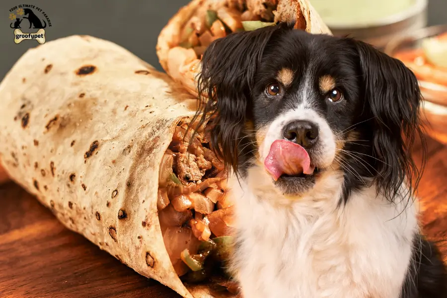 can dogs eat burritos
