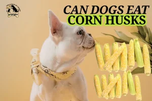can dogs eat corn husks
