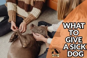 what to give a sick dog