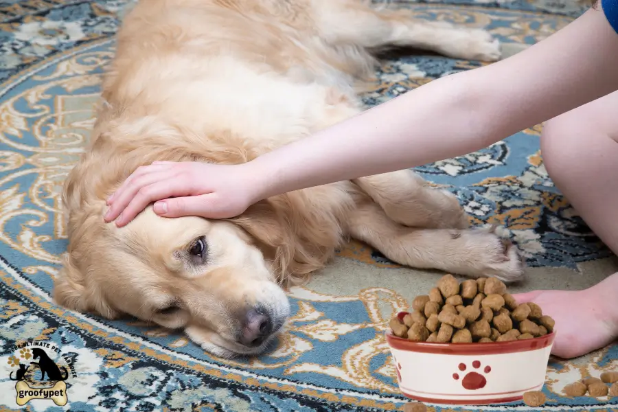 what to give a sick dog