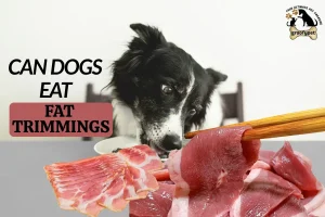 can dogs eat fat trimmings