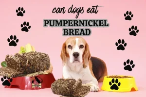 can dogs eat pumpernickel bread