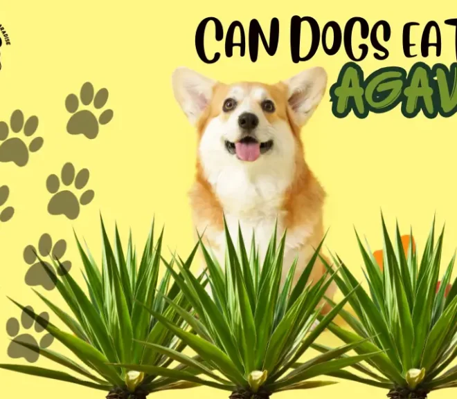 Can Dogs Eat Agave? Safety Guide for Smart Pet Owners!