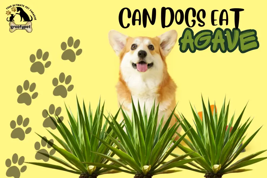 can dogs eat agave